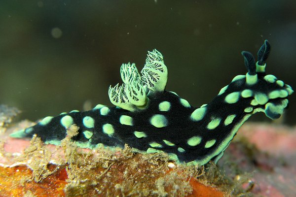 Image of Sea Slug