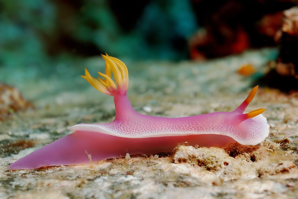 Image of Sea Slug